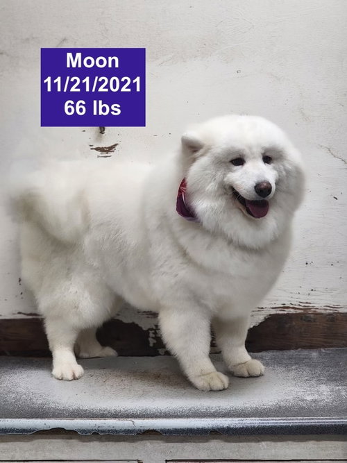 MOON - Samoyed available for adoption