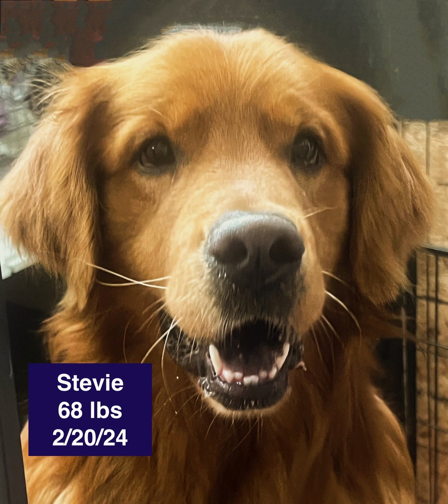 Stevie Image