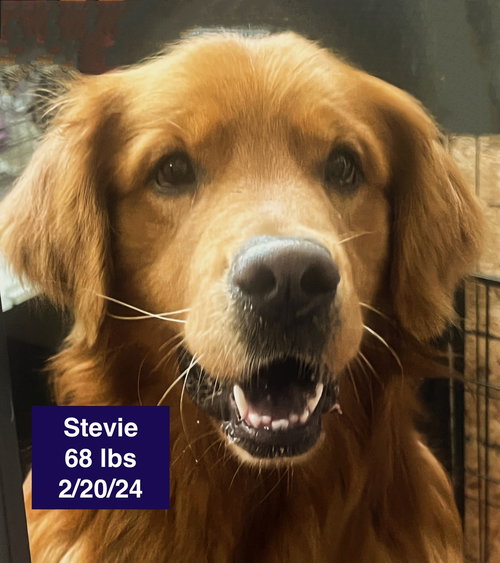 Stevie, an adoptable Golden Retriever in West Hollywood, CA