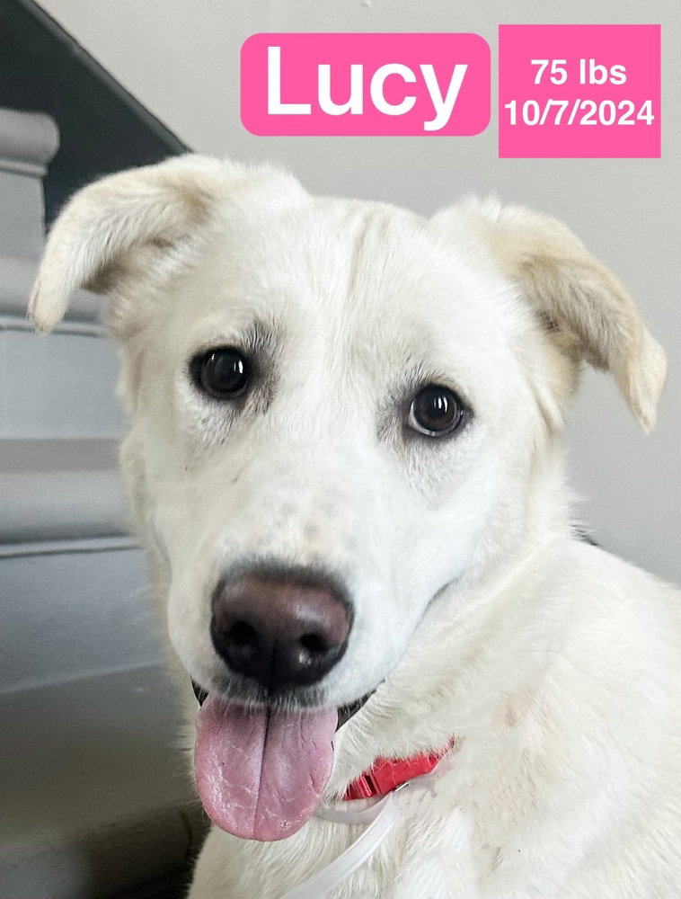 Lucy