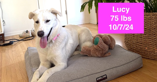 Lucy, an adoptable Anatolian Shepherd in West Hollywood, CA