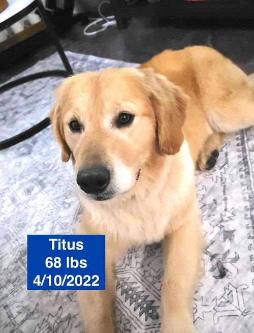 Titus, an adoptable Golden Retriever in West Hollywood, CA