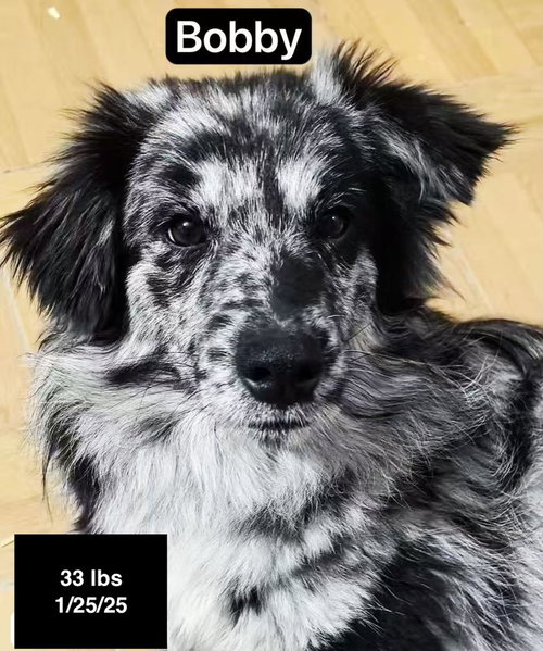 Bobby - Border Collie, an adoptable Border Collie in West Hollywood, CA
