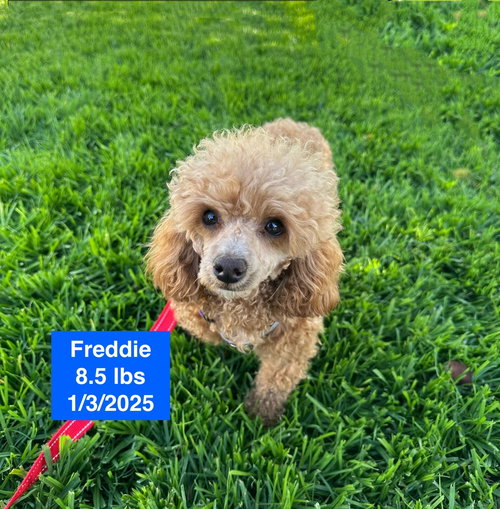 Freddie, an adoptable Poodle in West Hollywood, CA
