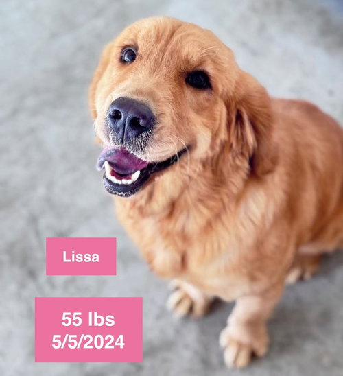 Lissa, an adoptable Golden Retriever in West Hollywood, CA