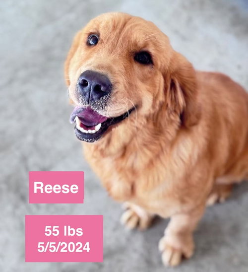 Reese, an adoptable Golden Retriever in West Hollywood, CA