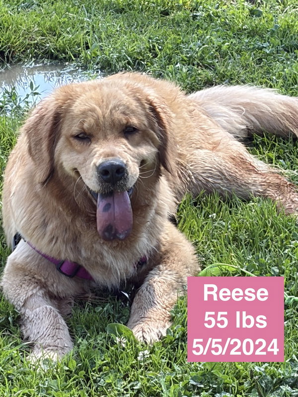 Reese
