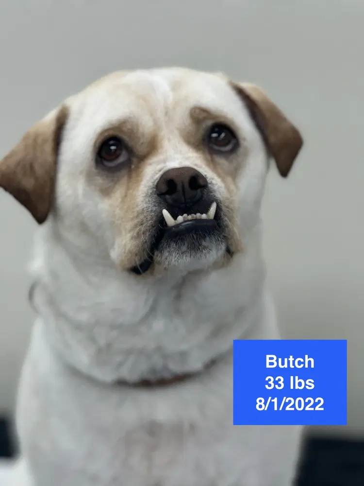 Butch image 2