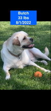 Butch 2026 - Photo 3