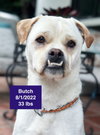 Butch 2026 - Photo 4