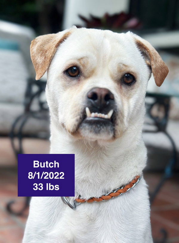 Butch 2026