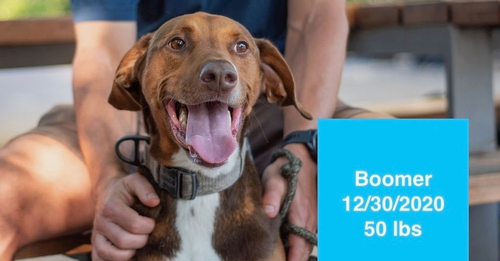 picture of the dog needing adoption