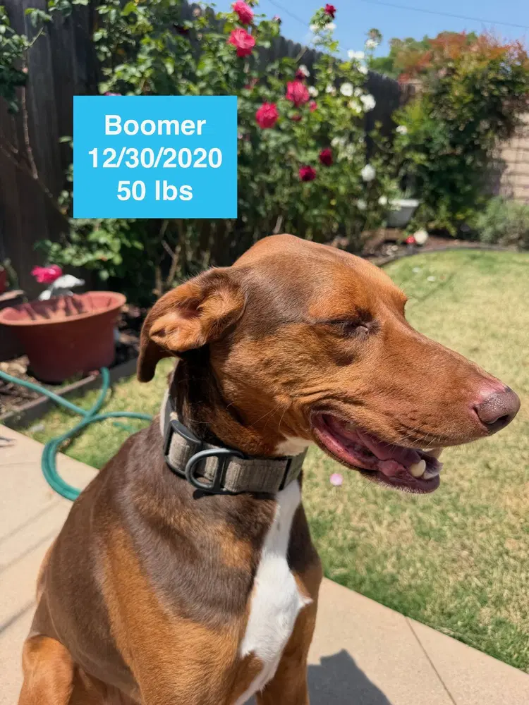 Boomer image 3