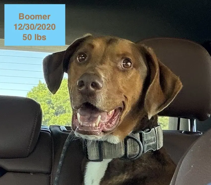 Boomer image 4