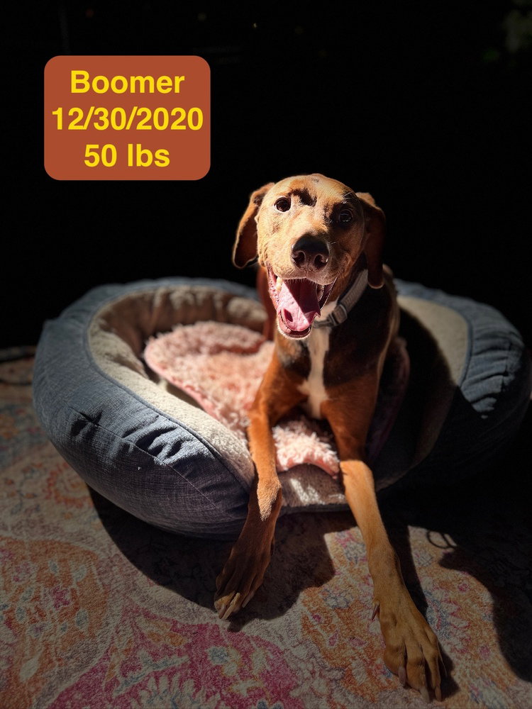 Boomer, photo 2