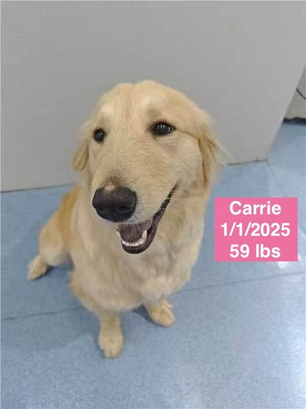 Carrie