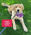 Tipper - Photo 1