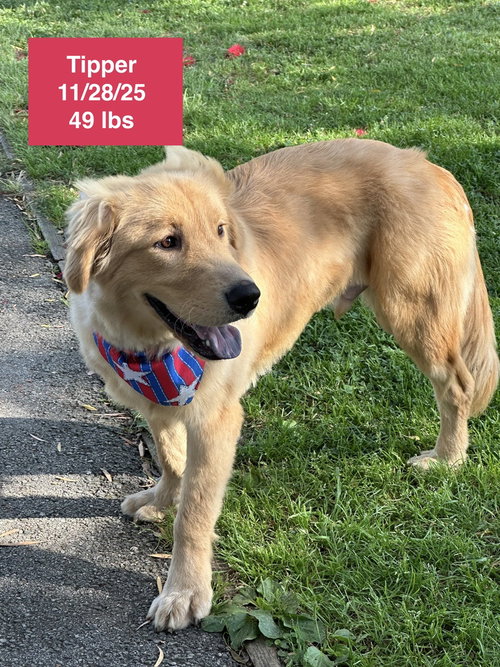 TIPPER - Golden Retriever available for adoption