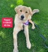 Tipper - Photo 3