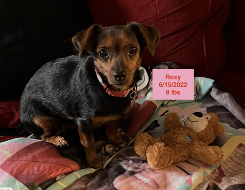 Roxy photo 2