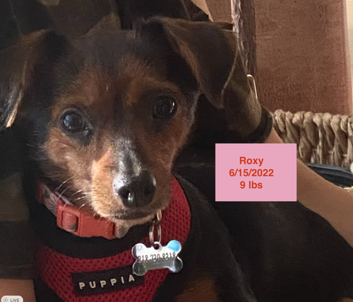 Roxy photo 4
