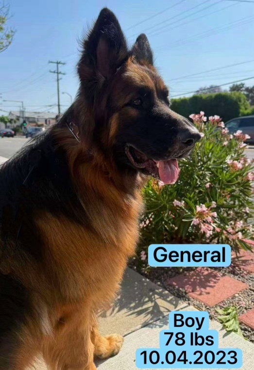 General
