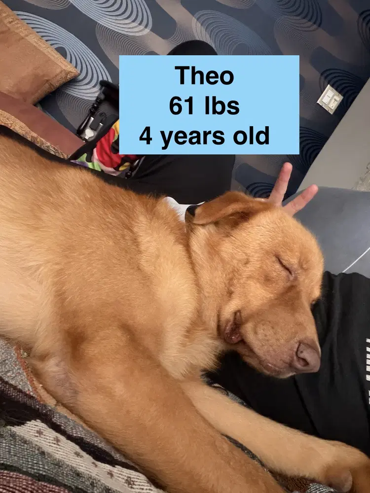 Theo image 2