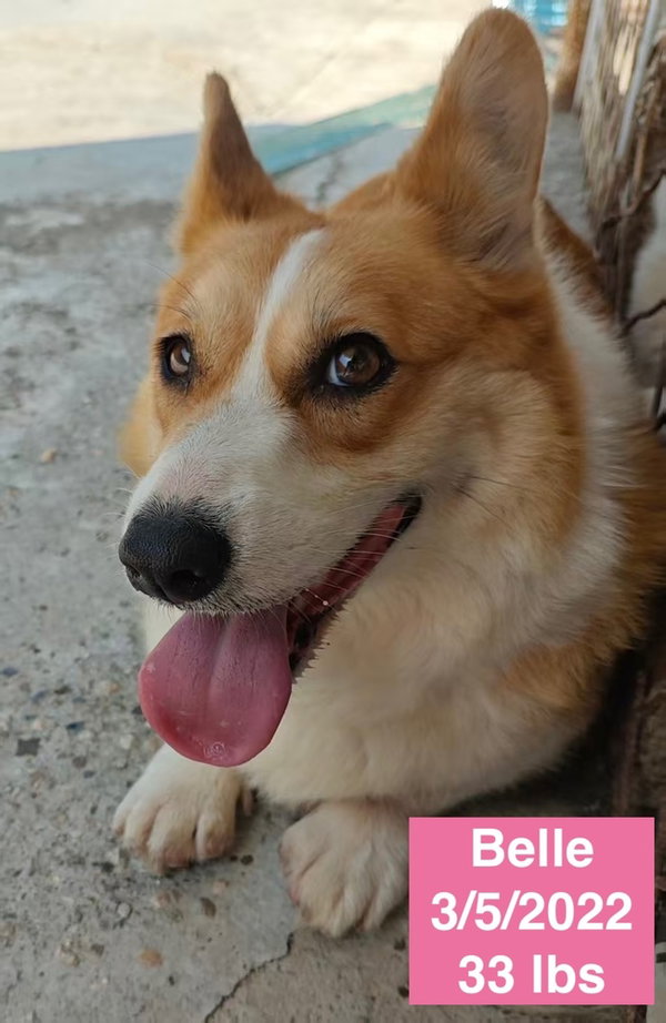 Belle