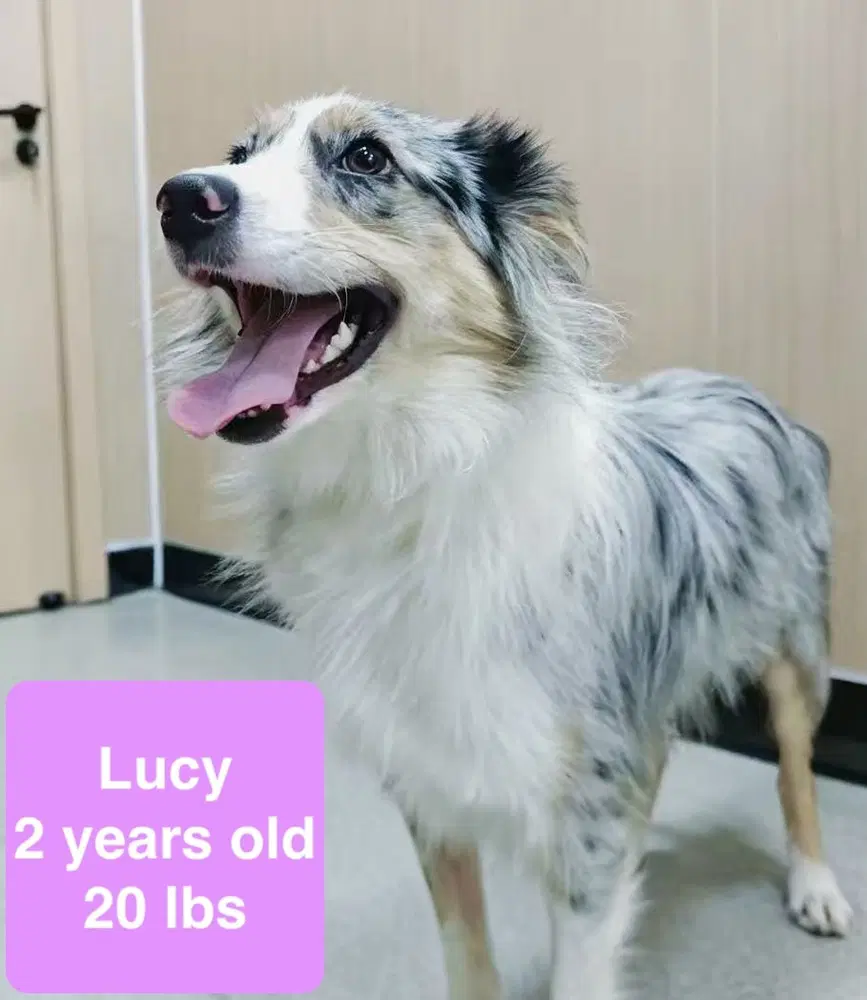 Lucy - Australian Shepherd