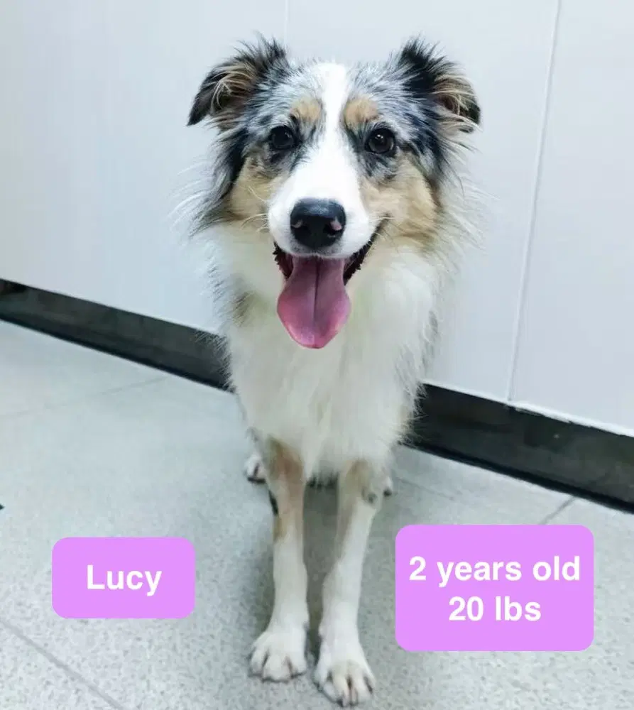 Lucy image 2