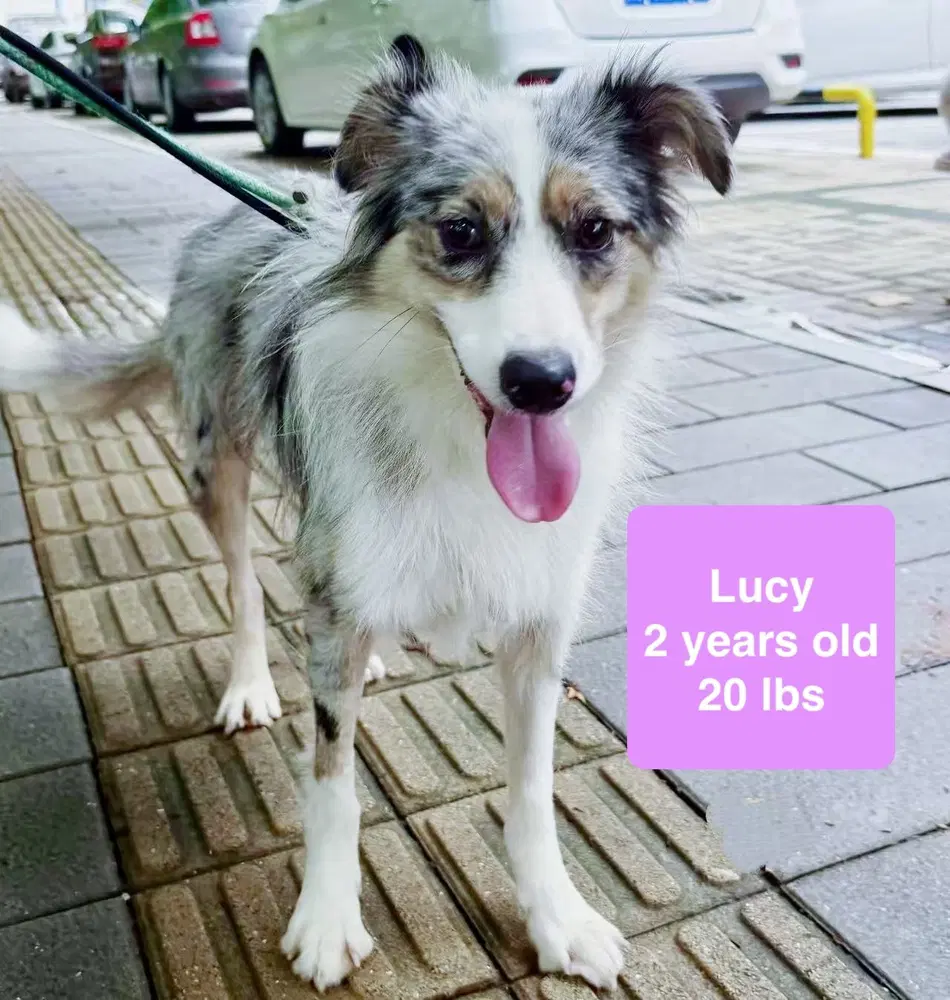 Lucy image 3