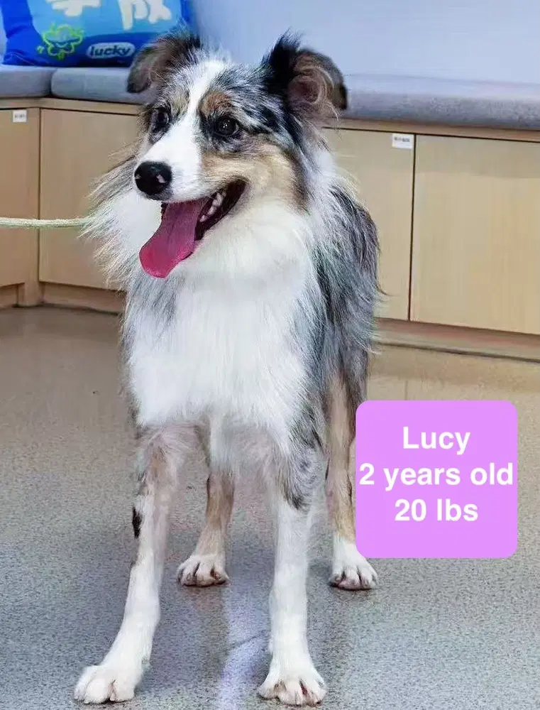 Lucy image 4