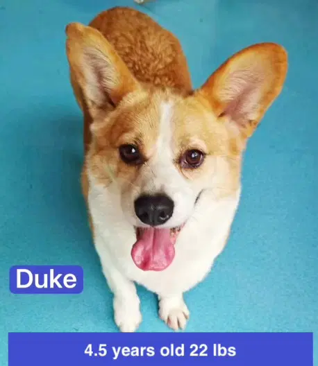Duke image 2