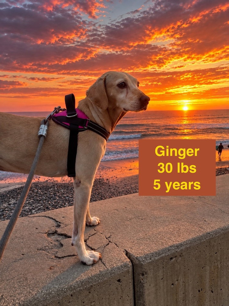 Ginger, Labrador Retriever