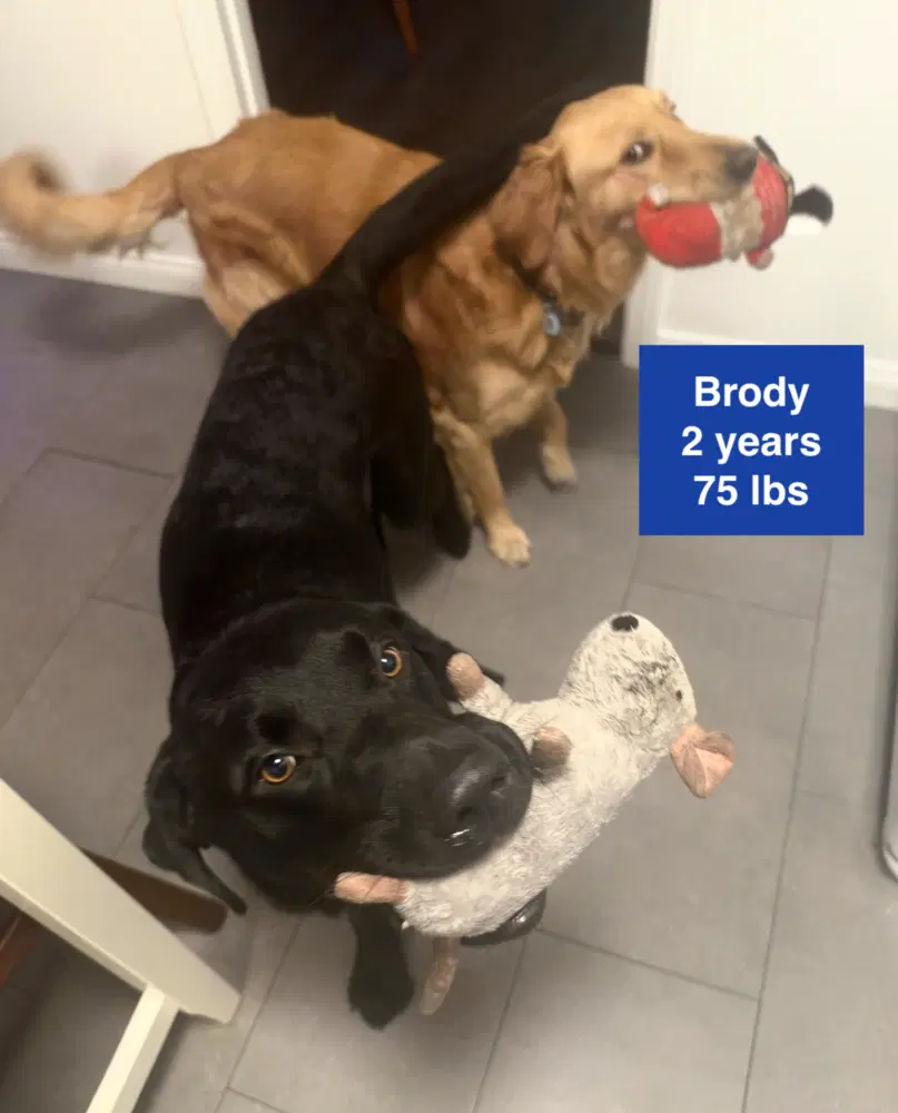Brody image 2