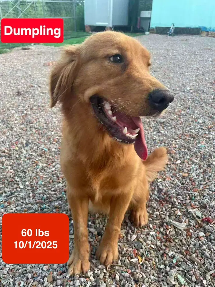 Dumpling - Golden Retriever
