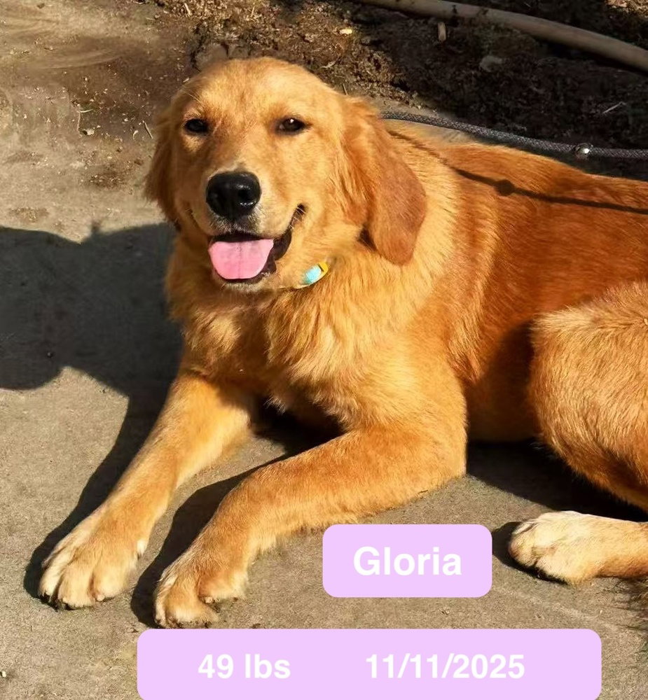 Gloria, photo 4