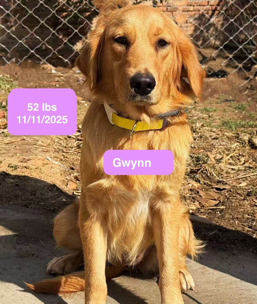 Gwynn