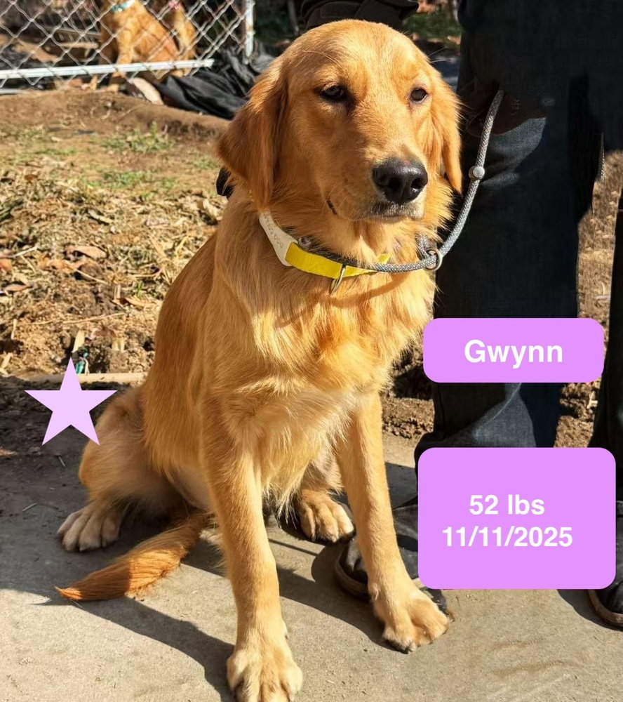 Gwynn, photo 3