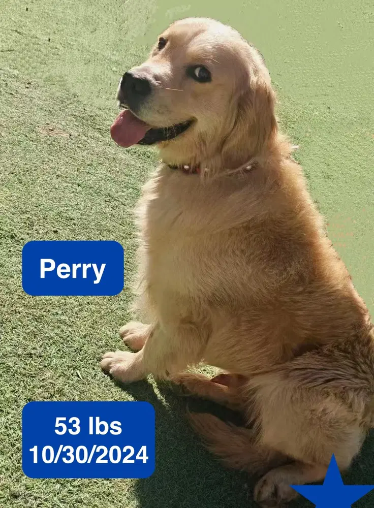 Perry - Golden Retriever