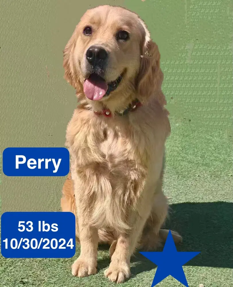 Perry image 2