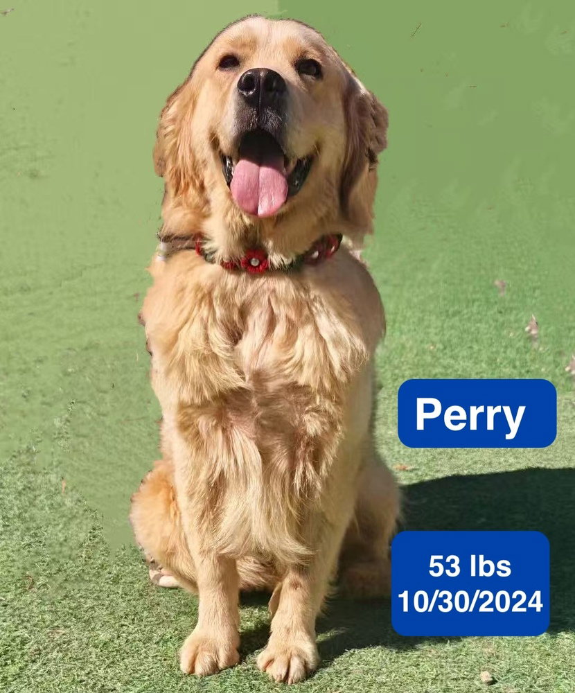 Perry, photo 2