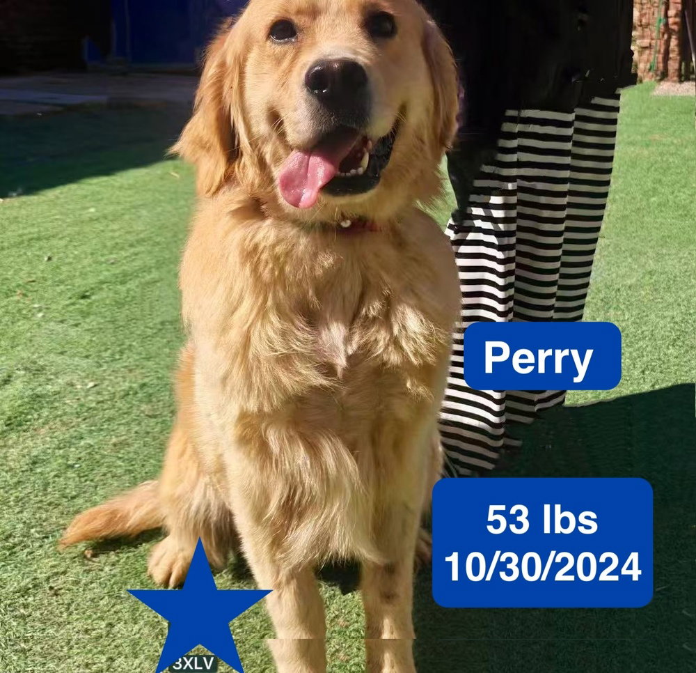 Perry, photo 4