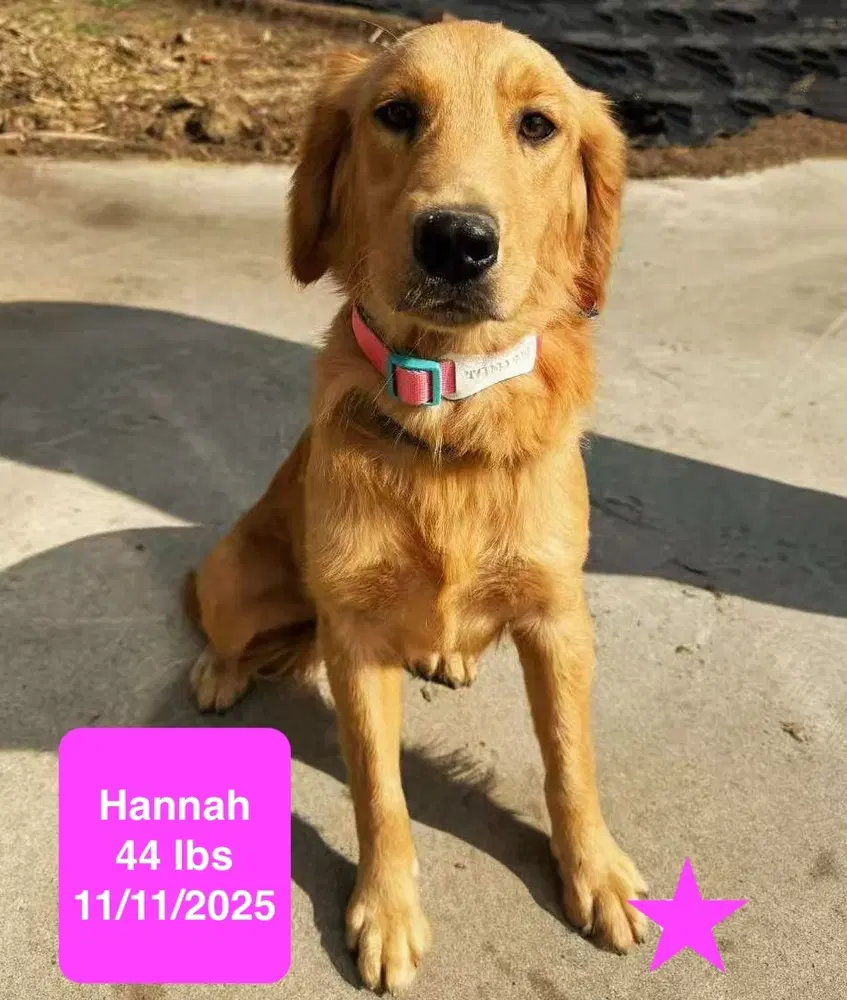 Hannah - Golden Retriever