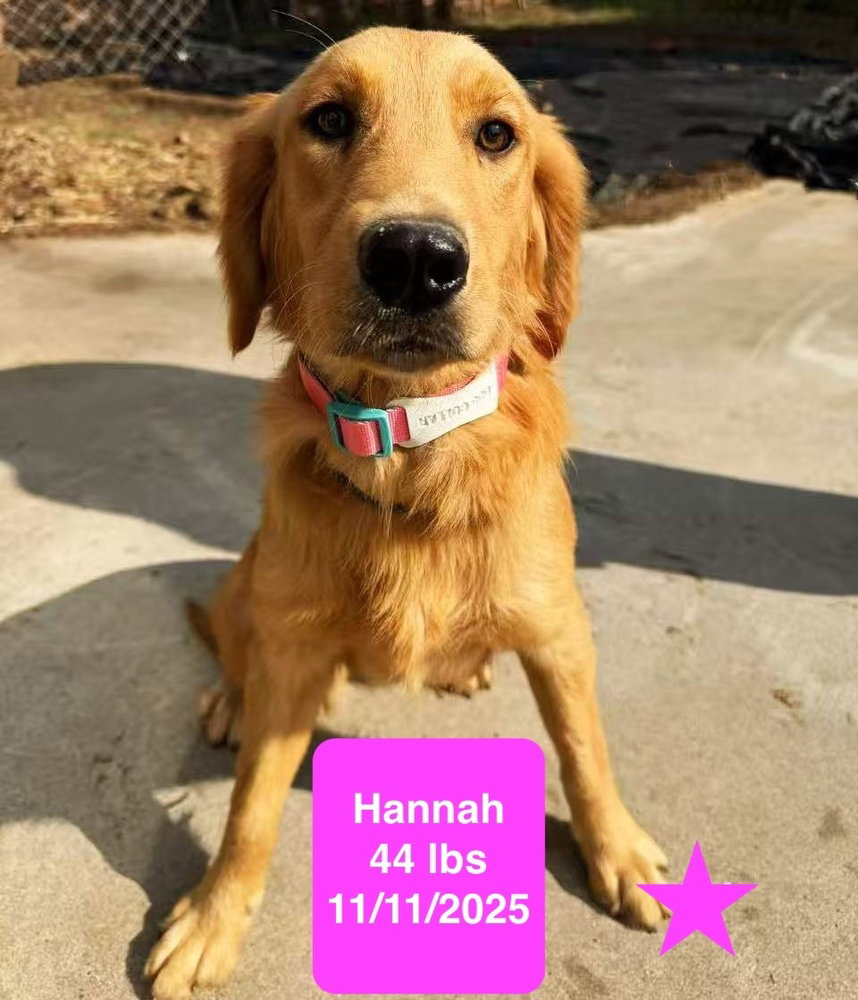 Hannah, photo 2