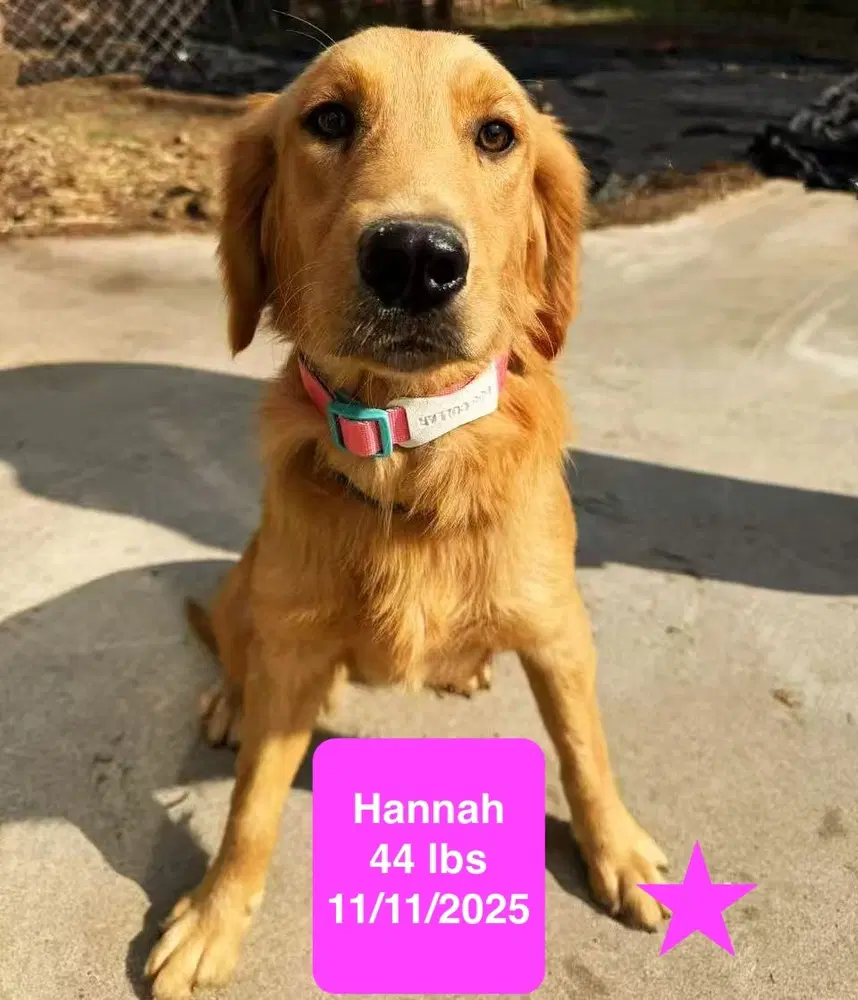 Hannah image 2