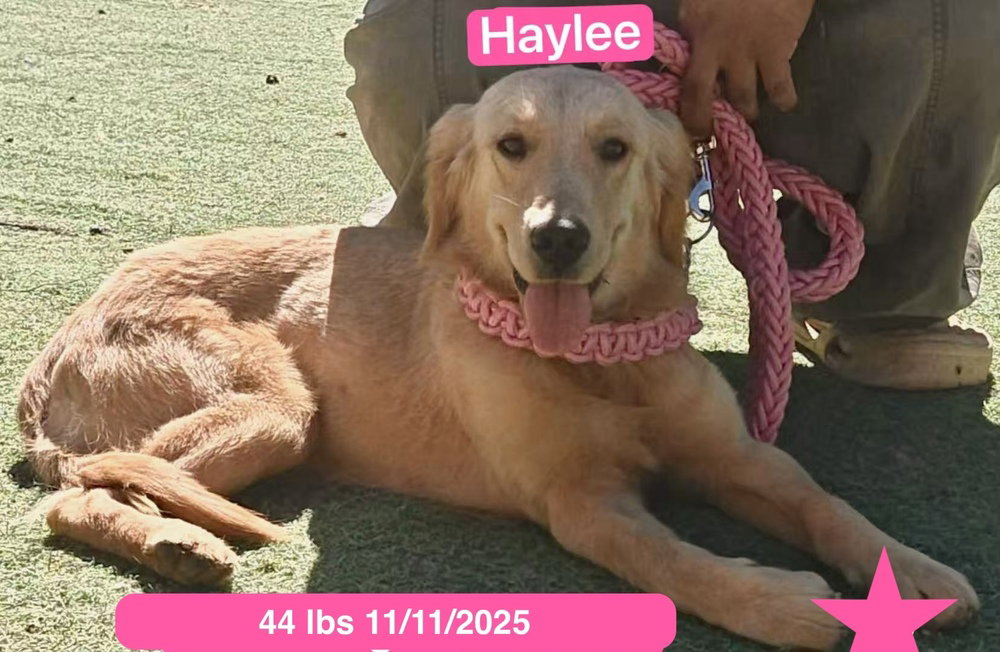 Haylee