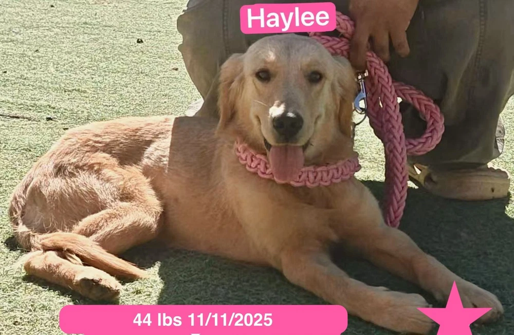 Haylee
