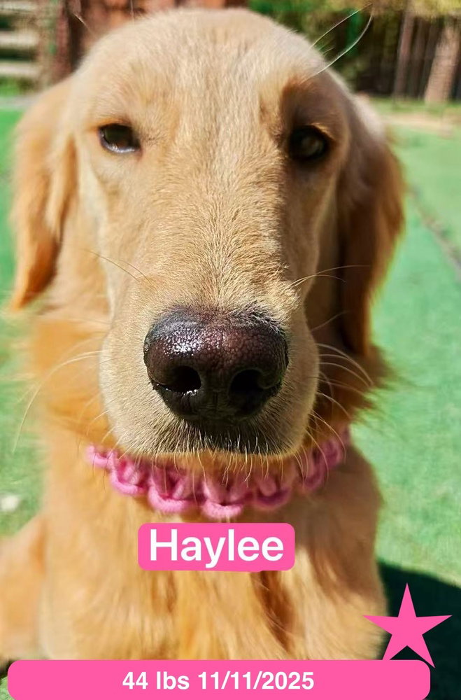 Haylee, photo 4