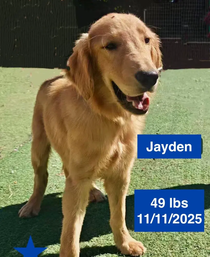 Jayden - Golden Retriever